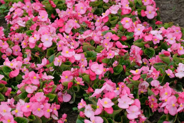 Prix de pose d'un parquet : pourquoi demander un devis ?